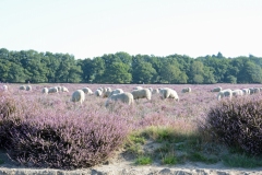 Heide-schapen