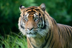 Tijger2