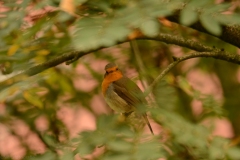 1_Roodborstje-3