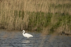 Kleine-Zilver-Reiger