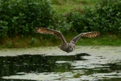 Oehoe-in-Vlucht