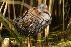 Waterral