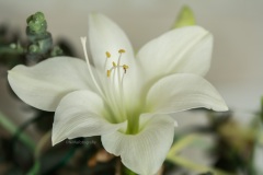 Amarillis