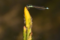Libelle 2