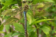 Libelle