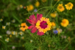 NIM_4056