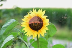 NIM_4088