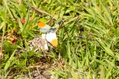 Oranje-tipje-Anthocharis-Cardamines