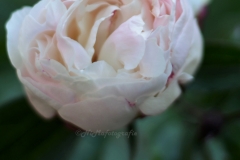Peonia