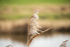 Rietpluim