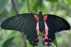 Vlinder 1
