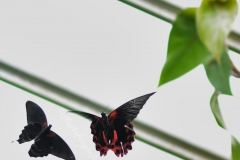 Vlinder 2