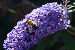 Vlinderstruik 1