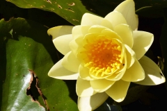 Waterlelie 1