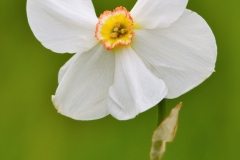 kreupele Narcis