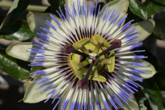 passiebloem 1