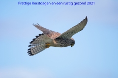 Torenvalk-1-kerstgroet