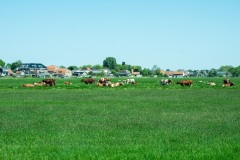 1_Landschap-1