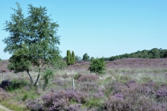 1_Landschap-13
