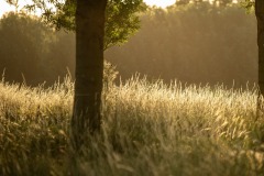 1_NIM_3839-kopie