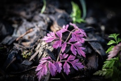 Herfst-0.0