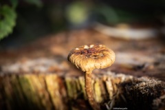 Herfst-0.2