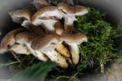 Herfst-0.3