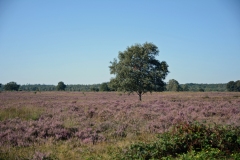 Landschap-12