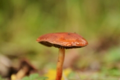 Paddo-10