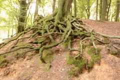 droogwortelen