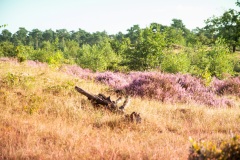 mooie-Heide-3.1