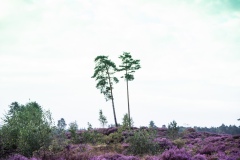 mooie-Heide-4.3