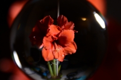 Amarillis 2