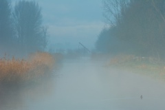 Misty-morning-1