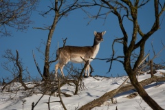 Winter-6