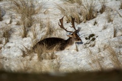 Winter-8