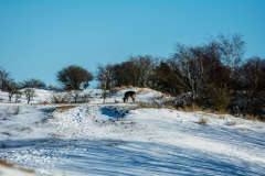 Winter-9