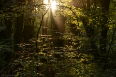 Zonsopkomst-1