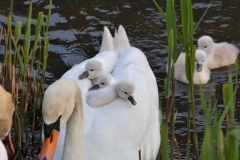 Zwaan 1