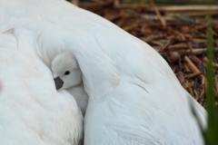 Zwaan 2