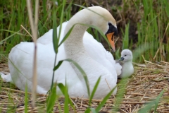 Zwaan 3