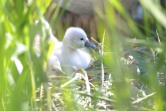 Zwaan 4