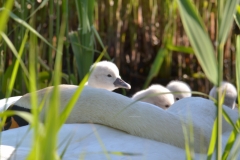 Zwaan 5