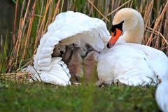 Zwaan 6
