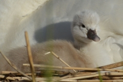 Zwaan 7