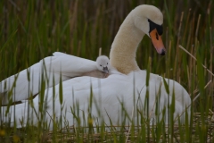 Zwaan 8
