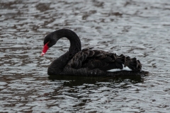 Zwarte-zwaan-1